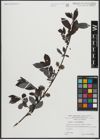 Foto von Salix apennina A. K. Skvortsov
